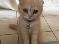 Scottish fold kediler