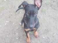 7 aylık eğitimli doberman