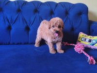 Sevimli Erkek Toy Poodle