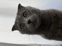 Asil bir scottish fold