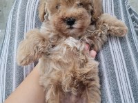 Koyu Renkli Poodle Gibi Maltipoo