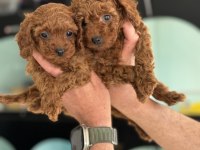 Show kalite kore kan gerçek toy poodle bebekler