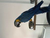 Full evcil 2024 bilezikli macaw