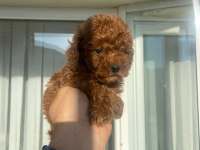 SAFKAN TOY POODLE RED BROWN YAVRULAR