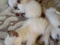 Scottish fold ve siyam yavruları