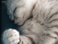 British longhair benden daha iyi bakacak birini arıyorum
