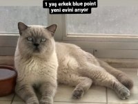 1 yetişkin 2 yavru scottish fold