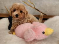 Maltipoo Yavrularımız