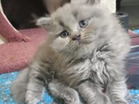 Bayram şekerleri kediler geldi