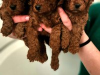 Toy poodle bebeklerim