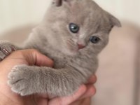 Scottish fold Cülide kızıma yuva arıyorum