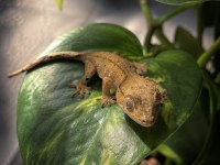 CRESTED GECKO - HER ŞEYİ İLE BİRLİKTE