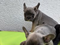 French Bulldog Nadir Renk Yavrular Sakarya