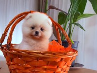 Pomeranian Boo Erkek
