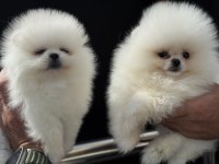 Petmode köpek çiftliğinden pomeranian boo