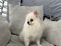 Pomeranian Boo Dişi 1,5 Yaşında