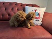 Petmode Köpek Çiftliğinden 5 Aylık Dişi Kore Toy Poodle