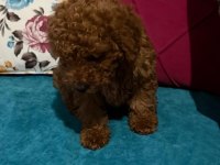 SAFKAN ORJİNAL IRK POODLE YAVRUMUZ