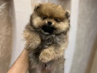 Pomeranian yavrularımız teslime hazır