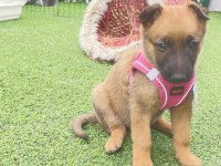 2.5 Aylık malinois tuvalet eğitimi var agrasifliği yoktur
