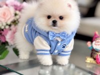 OYUNCAK GİBİ HİBİ 2 AYICIK POMERANİAN BOO