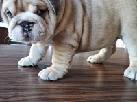 SHOW KALİTE EGZOTİK ENGLİSH BULLDOG
