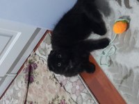 3 aylik Tuvalet eğitimli çirkin kral scottish fold