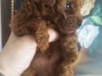 Teacup Red Brown Korekan Erkek Poodle Yavru