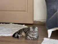 Scottish Fold Kedisi Sahiplendirme