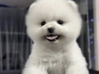 Pomeranian Boo Köpeğimiz