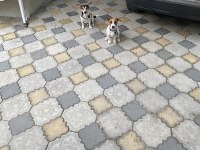 Jack russell yavru