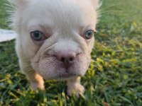 French Bulldog Yavruları