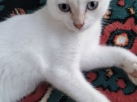 Scottish fold pati yeni yuvasını arıyor