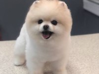 Eşsiz kalite de pomeranian boo