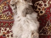 Bir yaşında çok uysal erkek british longhair