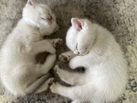 3 Aylık British Shorthair Dişi Yavrularım