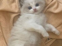 Safkan Şecereli Yavru Dişi Ragdoll