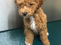 2 Aylık Kıvır Kıvırcık Toy Poodle Yavrularım