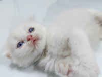 British shorthair White cat