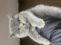 3 aylık güzel bir bebek british shorthair