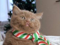 Popstar Chocolate British Shorthair