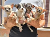 45 Günlük Chihuahua Bebeklerimiz