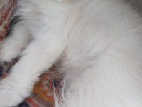British Longhair Kedimiz