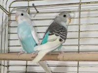 Yeni Yeme Düşen Muhabbet Kuşu Yavrular