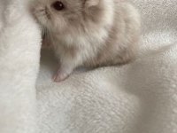 HAMSTER GONZALES YAVRULARIMIZ HERYERE GÖNDERİM