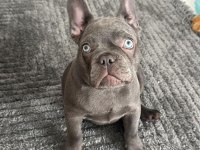 ERKEK 4 AYLIK FRENCH BULLDOG TÜM AŞILARI YAPILDI