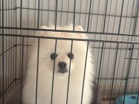 Pomeranian Oğluma Yuva Arıyorum