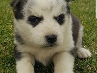 Maviş gözlü Safkan Husky minikler