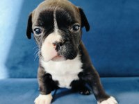 Maskeli french bulldog yavruları