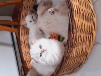 British shorthair ny1233 erkek